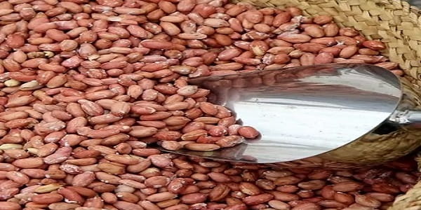 تصویر 3 از قیمت بادام زمینی کپسولی با کیفیت ارزان + خرید عمده
